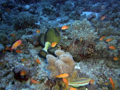 Triggerfish Antheas and Wrasse