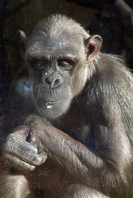 Adult Chimp Behind Glass 01