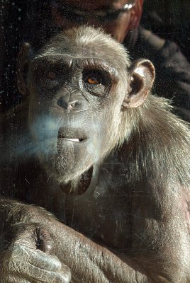 Adult Chimp Behind Glass 05