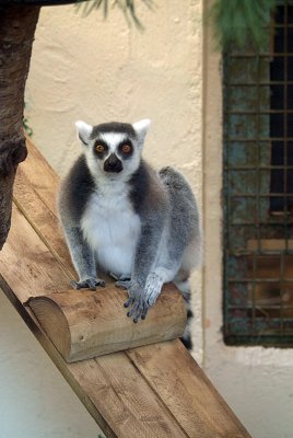 Perched Lemur 04