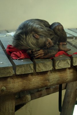 Sleeping Chimp 01