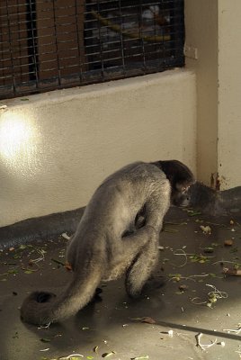 Crouching Woolly Monkey
