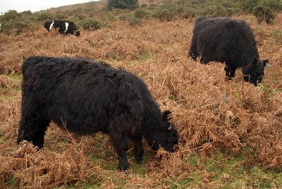 Black Cows Eating Bracken