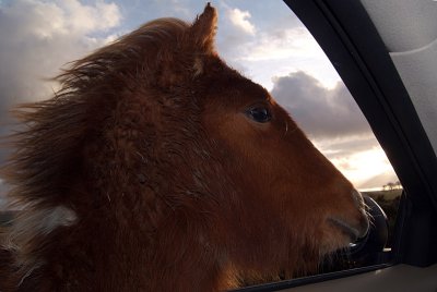 Dartmoor Ponys Head in Car 04