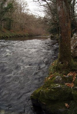 Dartmoor River 08