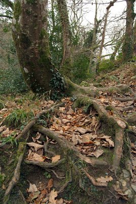 Exposed Roots Dartmoor