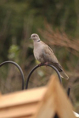Sitting Collered Dove