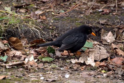 Blackbird in Leaves