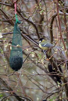 Great Tit by the Peanuts