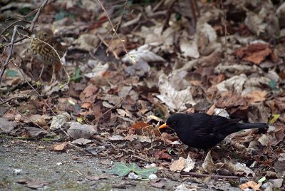 Blackbird and Song Thrush in Fallen Leaves 02