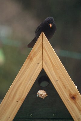 Blackbird on Birdbox 02