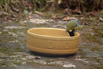 Great Tit on the Dog Bowl 03