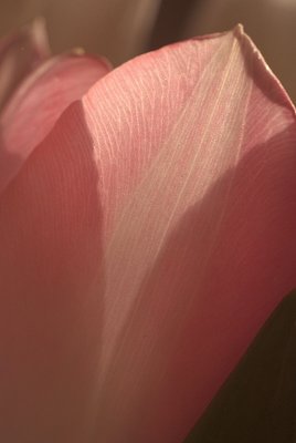 Tulips in March 07.jpg