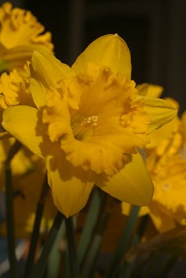 Daffodils in March 02