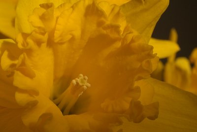 Daffodils in March 09