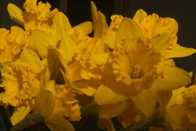 Daffodils in March 10