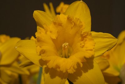 Daffodils in March 11