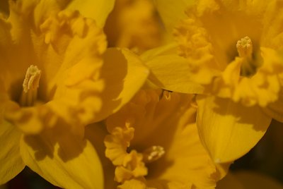 Daffodils in March 17