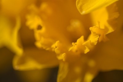 Daffodils in March 18