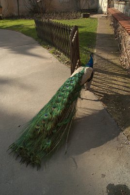 Peacocks in Prague 05