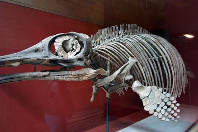 Natural History Museum London Skeleton 03