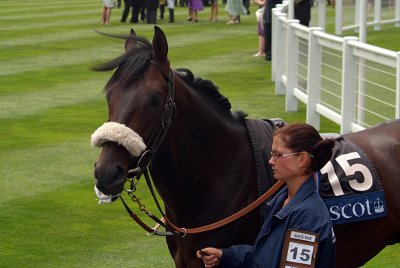 Horse Prior to Race Royal Ascot 04