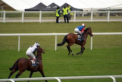 Horses Cantering Royal Ascot