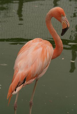 Cuban Flamingo 02