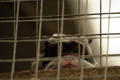 Emperor Tamarin 02