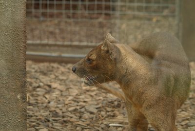 Fossa