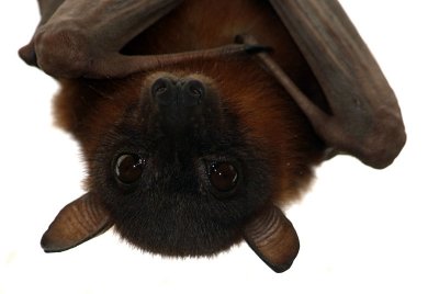 Little Red Flying Fox 20