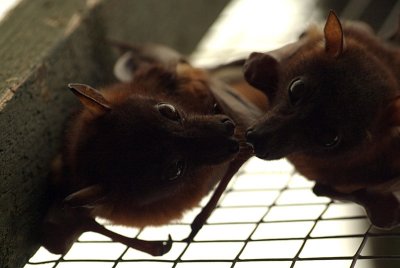 Little Red Flying Foxes 03