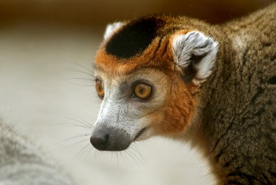 Crowned Lemur 04