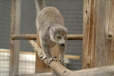 Crowned Lemur 13