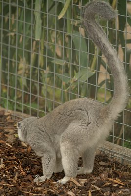 Crowned Lemur 16