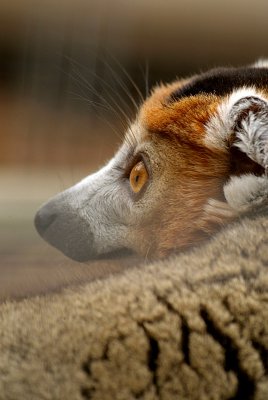 Crowned Lemur 21