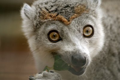 Crowned Lemur 23