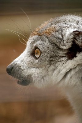 Crowned Lemur 24
