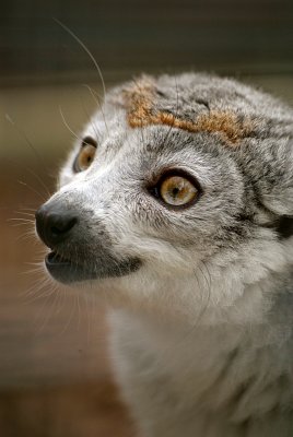Crowned Lemur 25
