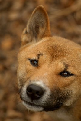 New Guinea Singing Dogs
