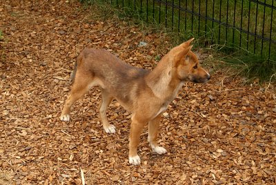 New Guinea Singing Dog 03