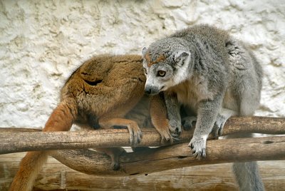 Pair of Crowned Lemur 02