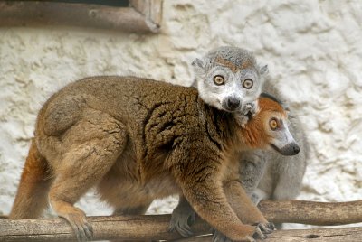 Pair of Crowned Lemur 04
