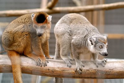Pair of Crowned Lemur 06