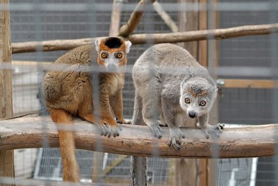 Pair of Crowned Lemur 07