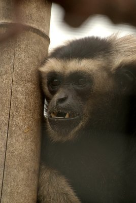 Pileated Gibbon 03