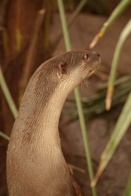 Smooth Coated Otter 02