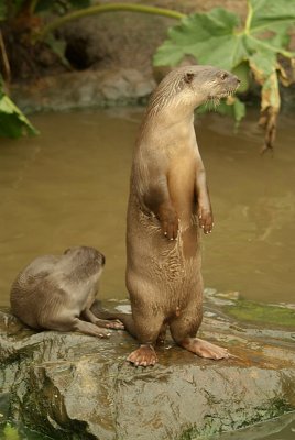 Smooth Coated Otters 04