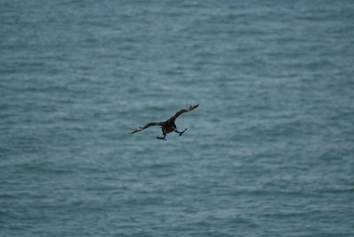 Cormorant in Flight 03