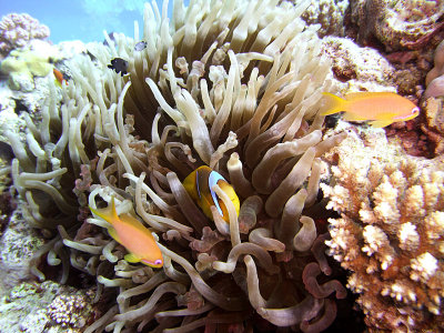 Anemone Fish  Antheas in Anemone 02